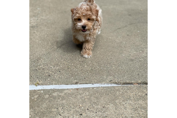 Maltipoo Pup Being Cute