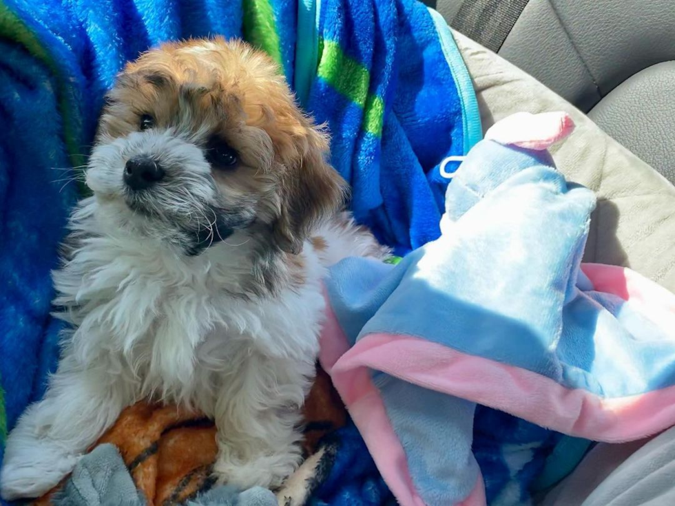 Cute Havanese Pup in Pittsburgh PA