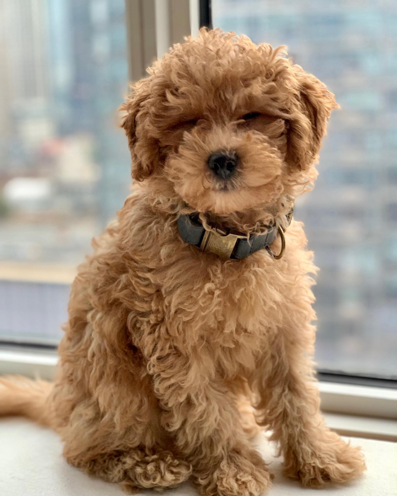 Hypoallergenic Golden Retriever Poodle Mix Pup