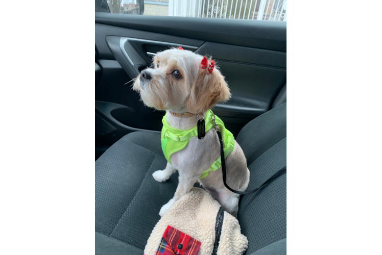 Cavachon Pup Being Cute