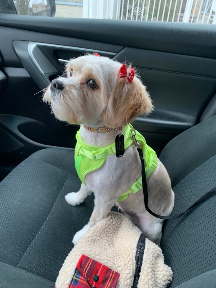 Small Cavachon Pup