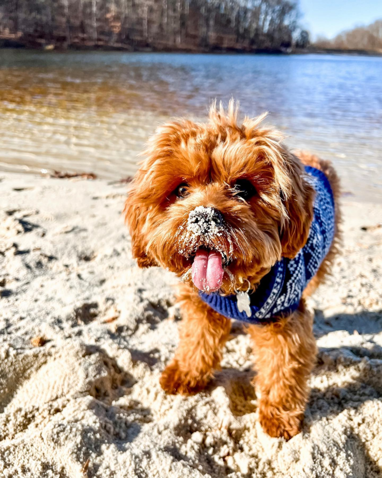 Cavapoo Being Cute