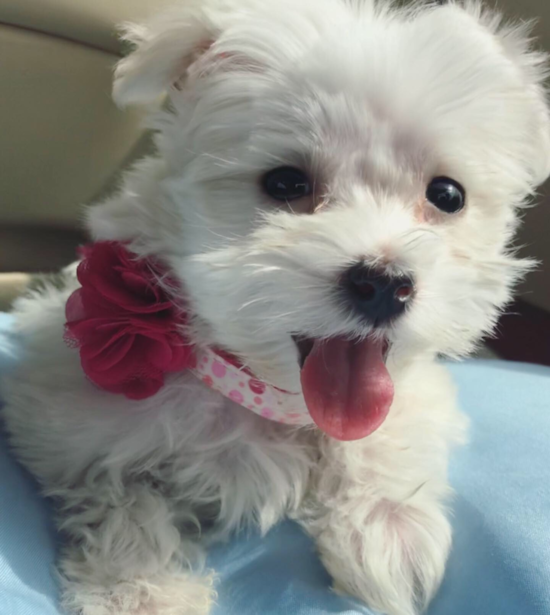 Maltese Being Cute