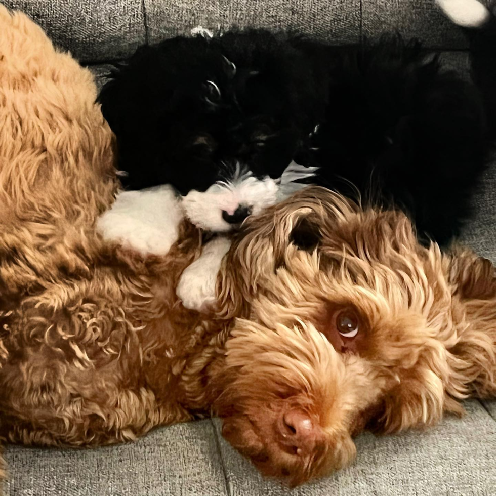 Mini Bernedoodle Being Cute