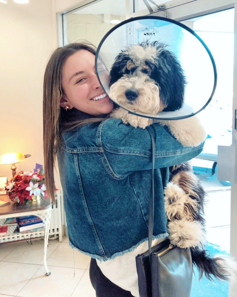 Fluffy Mini Bernedoodle Poodle Mix Pup