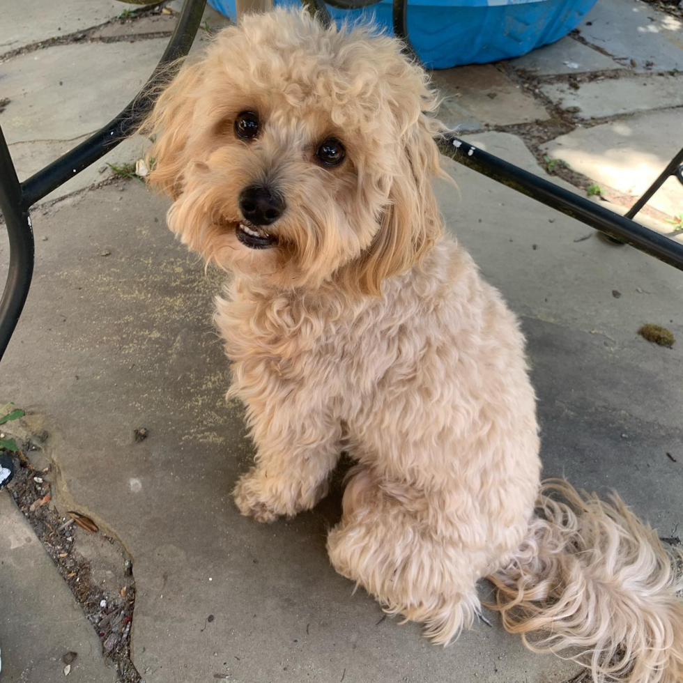 Mechanicsville Cavapoo Pup