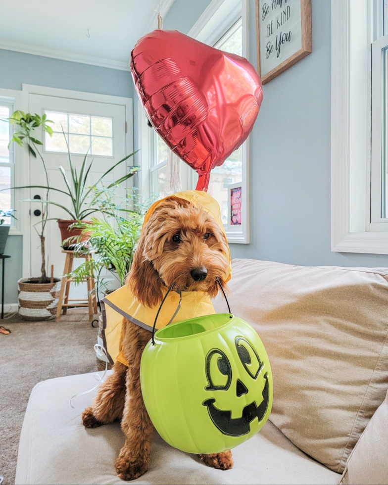 Hypoallergenic Golden Retriever Poodle Mix Pup