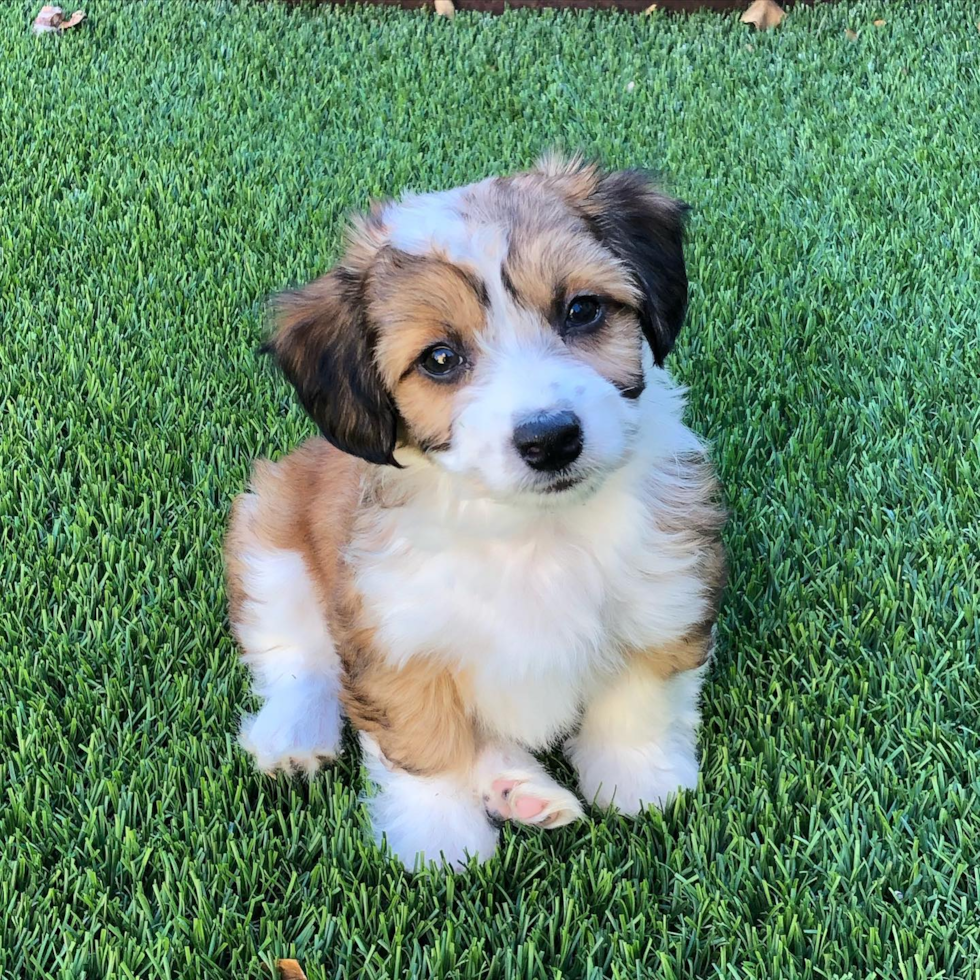 Fluffy Aussiechon Designer Pup