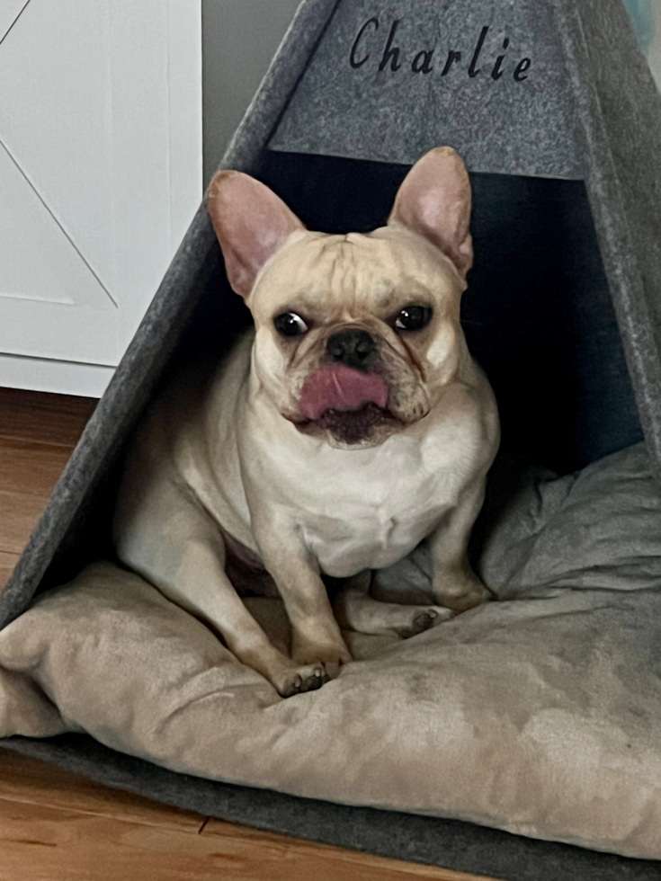 Friendly French Bulldog Purebred Pup