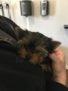 Yorkshire Terrier Being Cute