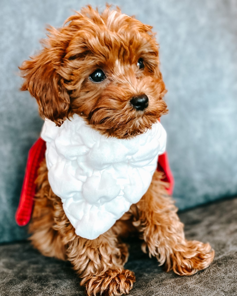 Cavapoo Being Cute