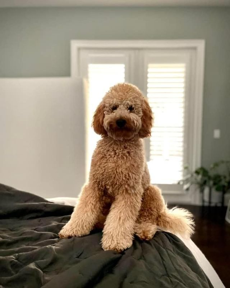 Cute Mini Goldendoodle Pup in Orlando FL