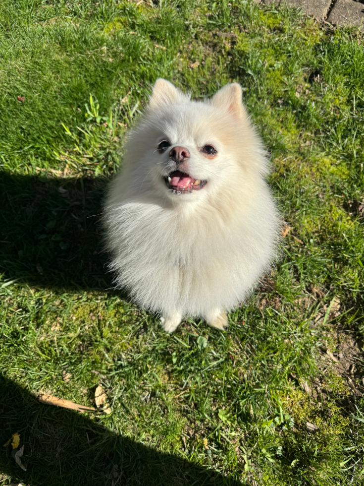 Sweet Swergspitz Purebred Pup