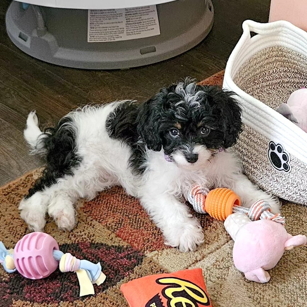 Hypoallergenic Cavadoodle Poodle Mix Pup