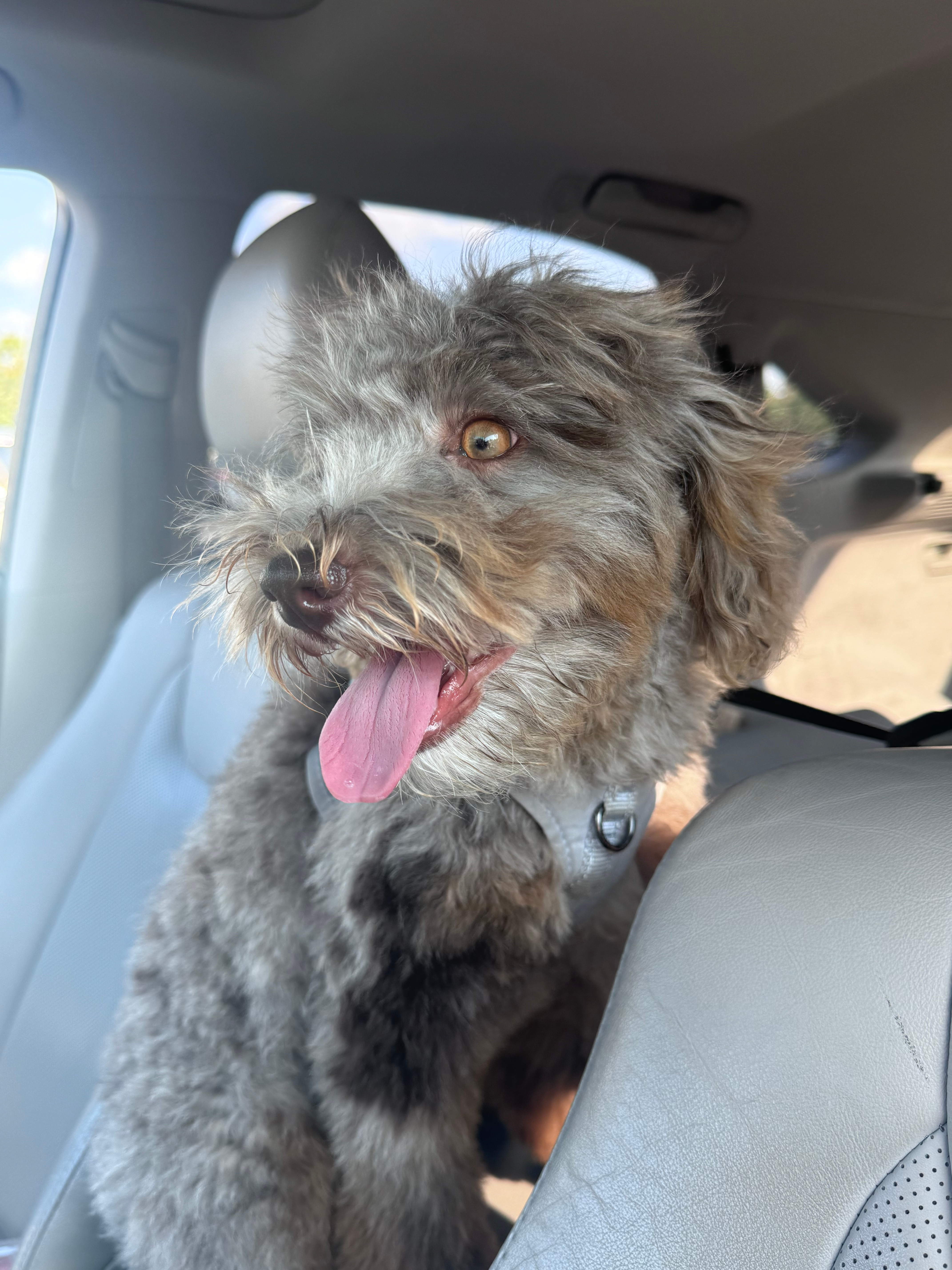 Smart Mini Portidoodle Poodle Mix Pup