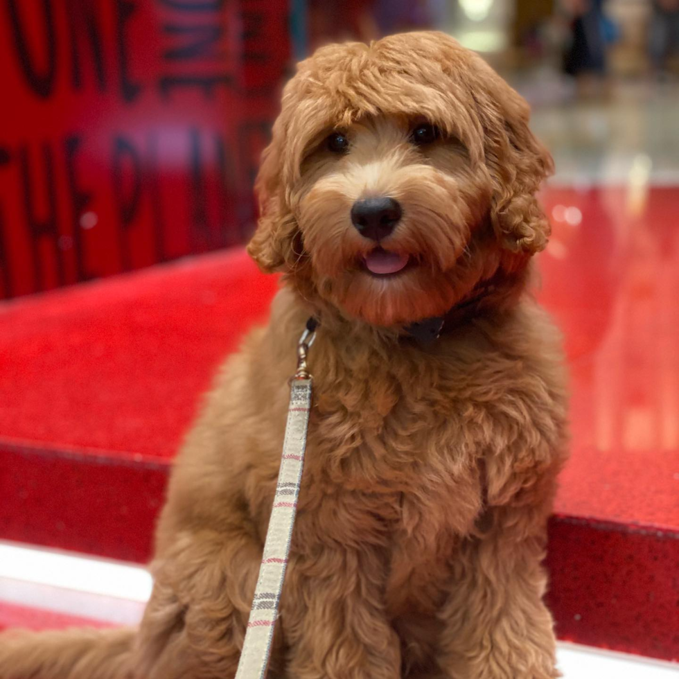 Happy Mini Goldendoodle Pup