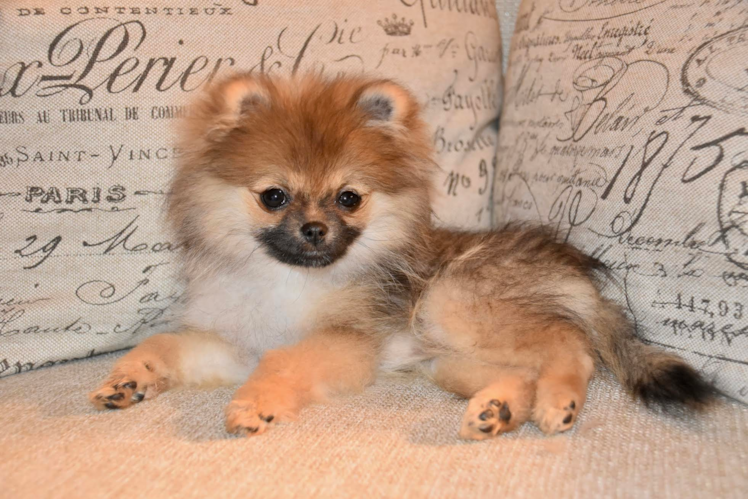 Popular Pomeranian Baby