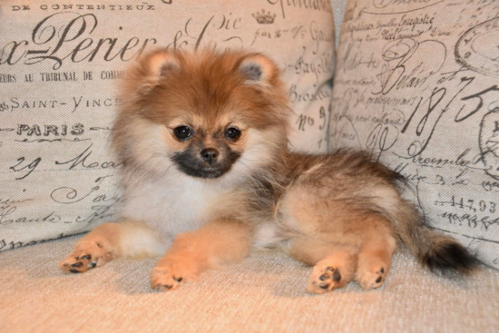 Hypoallergenic Pomeranian Pup