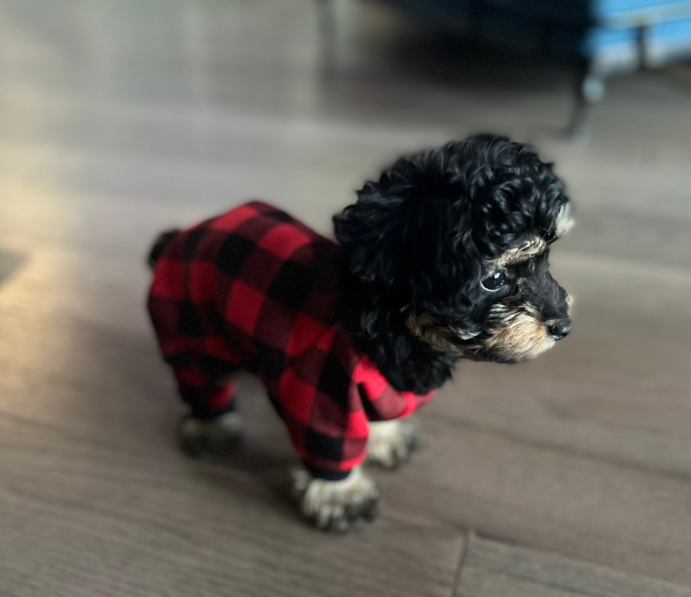 Mini Aussiedoodle Being Cute