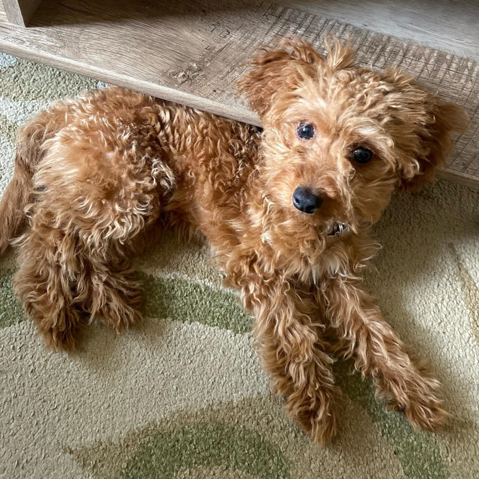 Hypoallergenic Cockerpoo Poodle Mix Pup