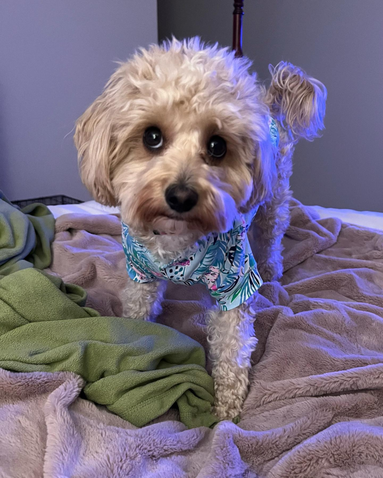 Hypoallergenic Cavoodle Poodle Mix Pup