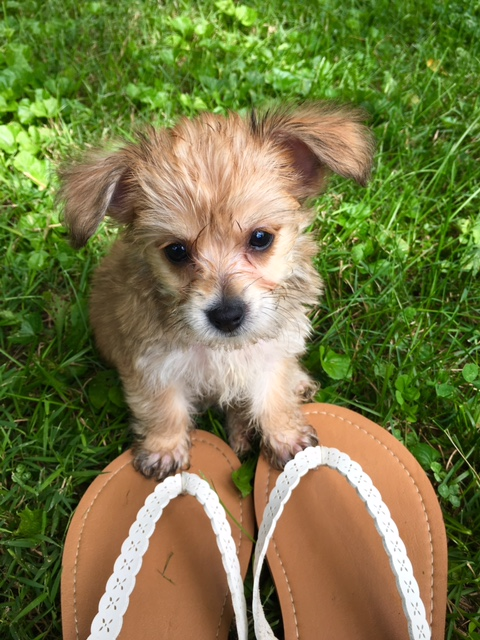 Adorable Yorkie Designer Puppy