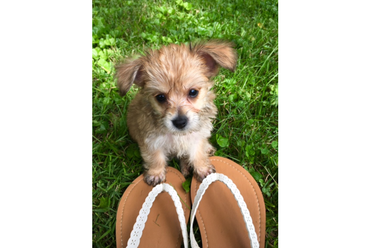 Adorable Yorkie Designer Puppy