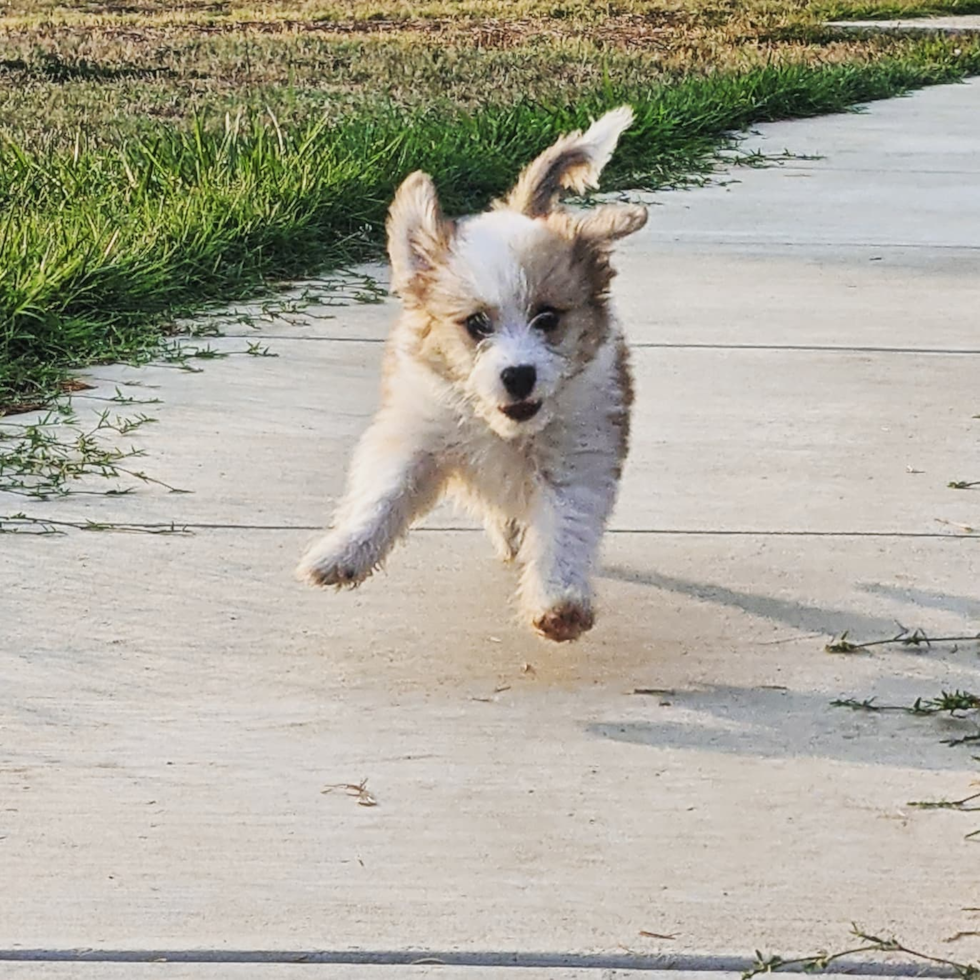 Cute Aussiechon Pup