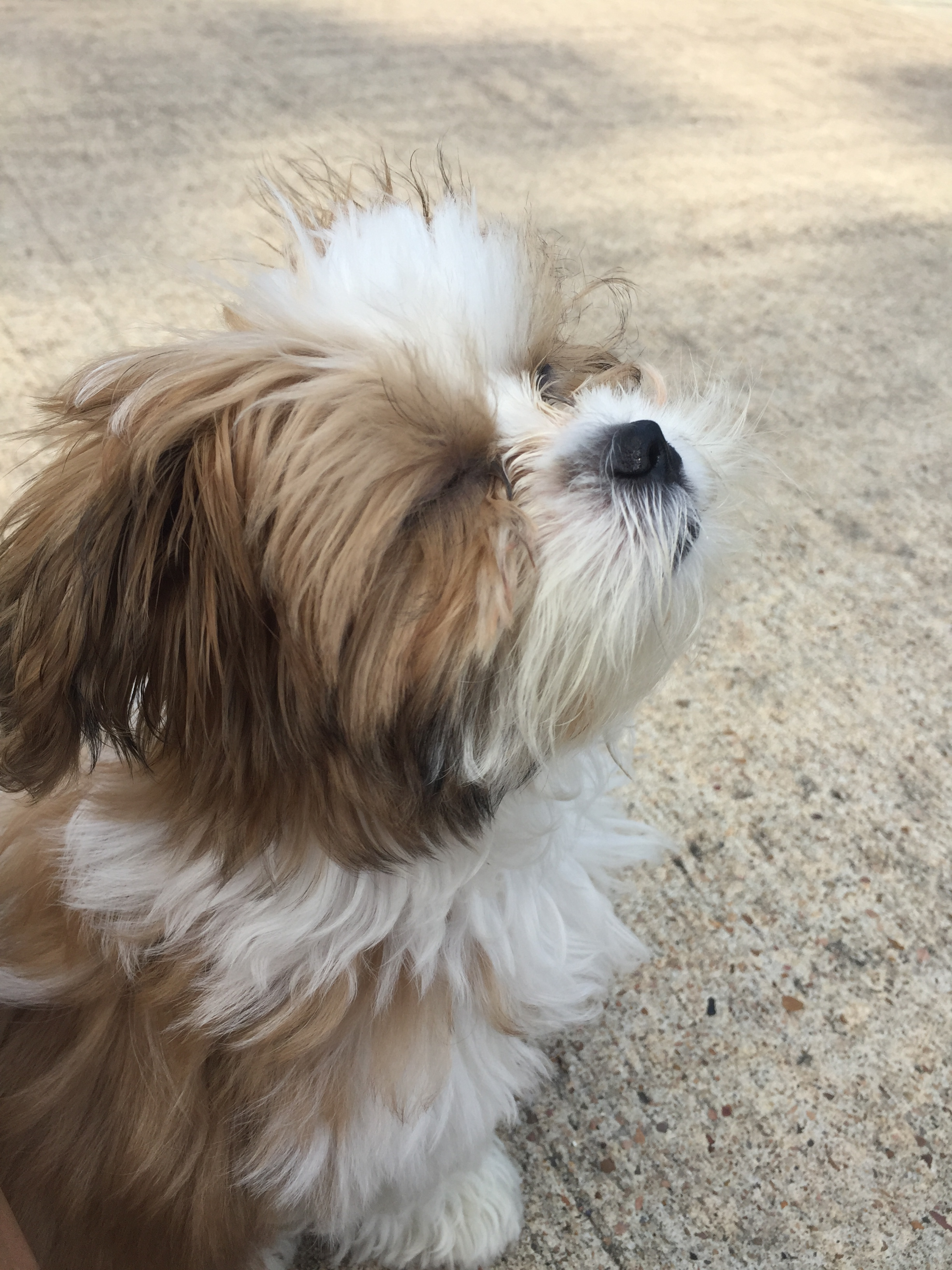 Teddy Bear Pup Being Cute