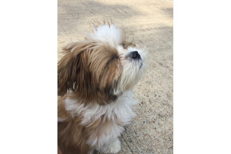 Teddy Bear Pup Being Cute