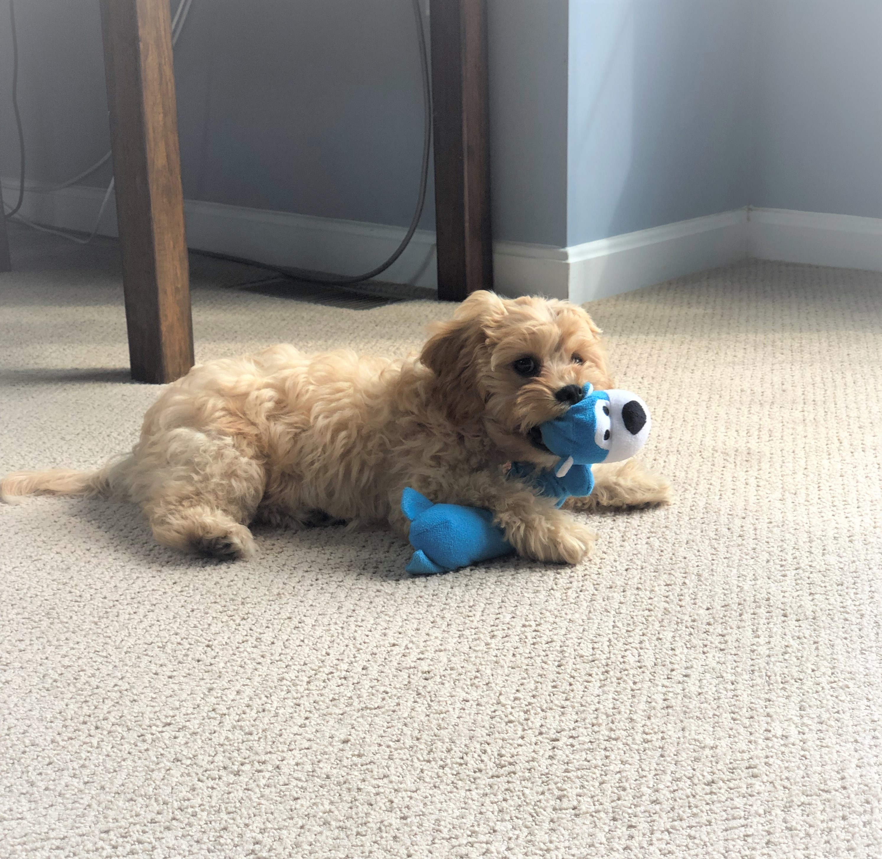Petite Cavachon Designer Pup