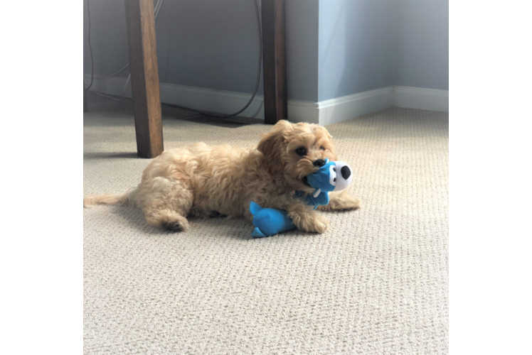 Petite Cavachon Designer Pup