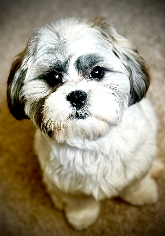 Happy Teddy Bear Pup