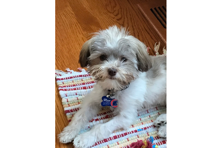 Best Havanese Baby