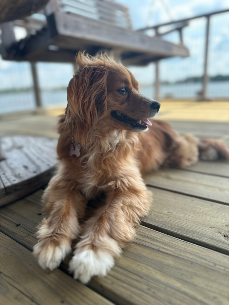 Cavapoo Being Cute