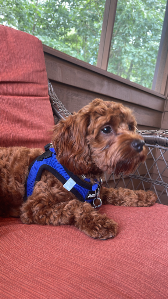 Cavapoo Pup