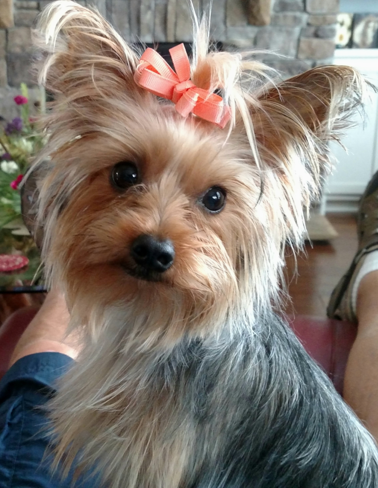 Smart Yorkie Purebred Pup