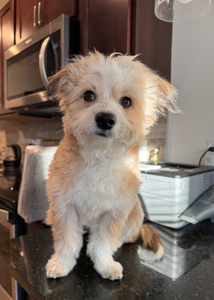 Sweet Aussiechon Pup in