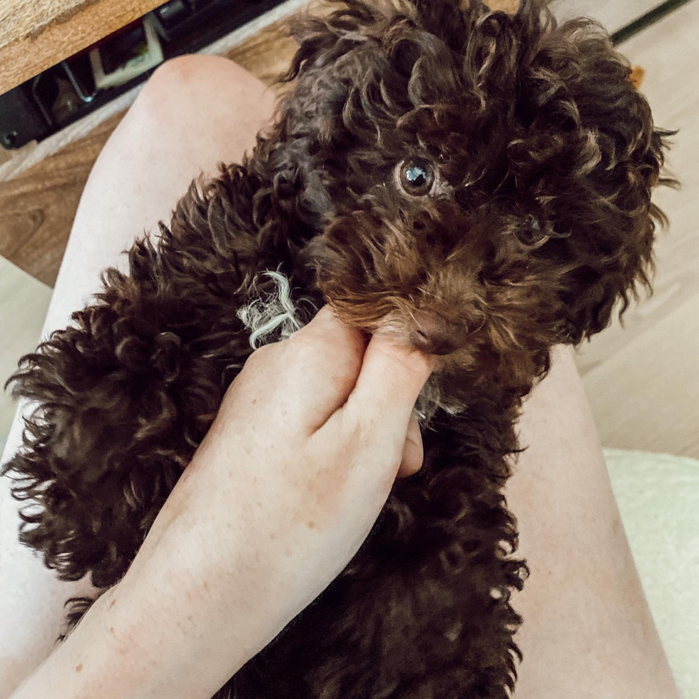 Akc Registered Poodle Pup