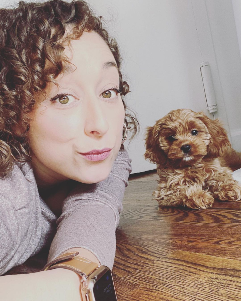 Friendly Cavapoo Pup in New York NY