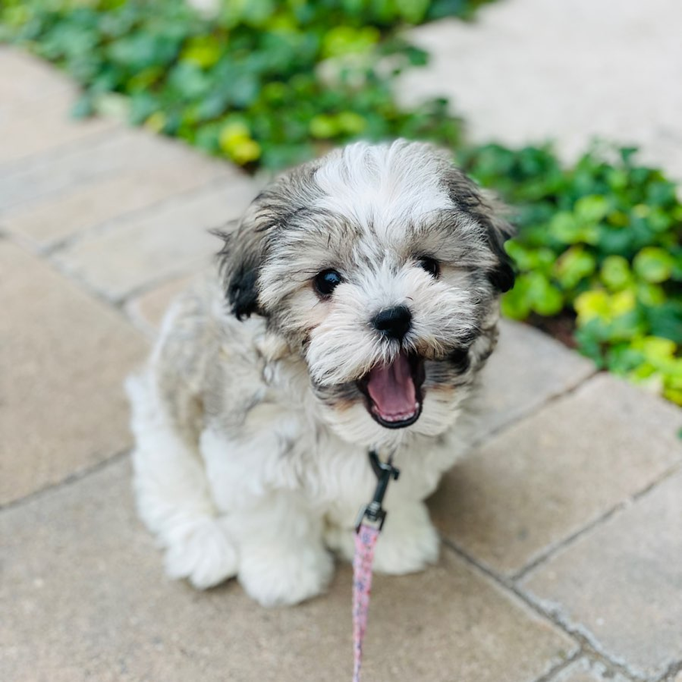 Cute Teddy Bear Pup in Carlsbad CA