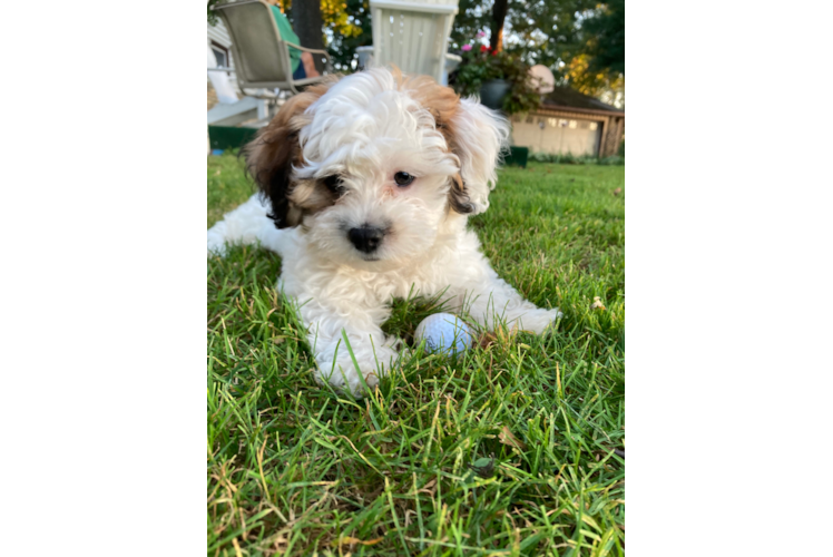 Teddy Bear Pup Being Cute