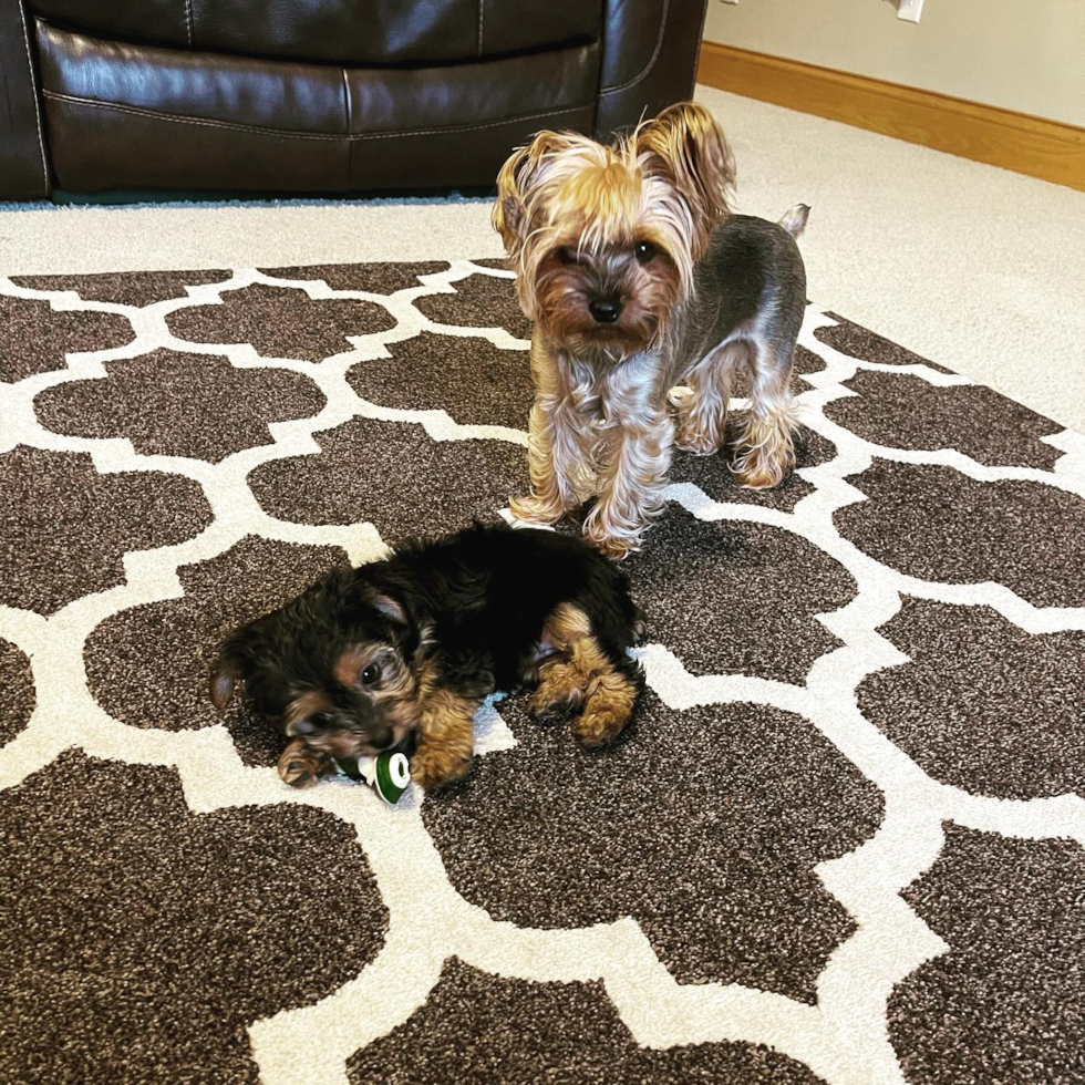 Zanesville Yorkshire Terrier Pup