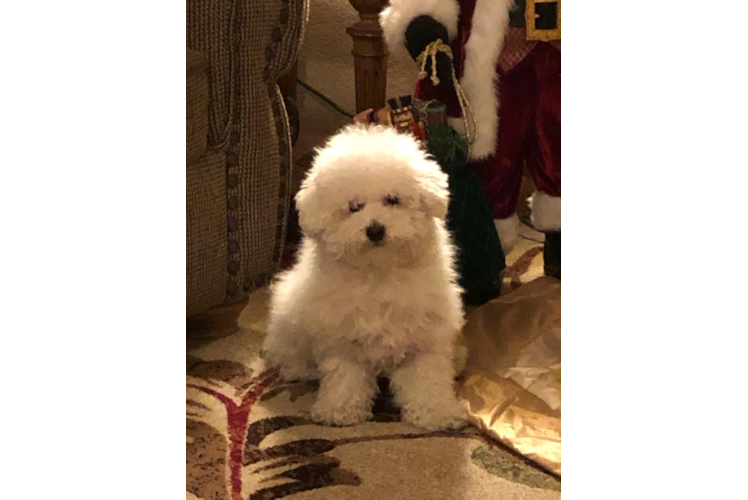 Popular Bichon Frise Baby