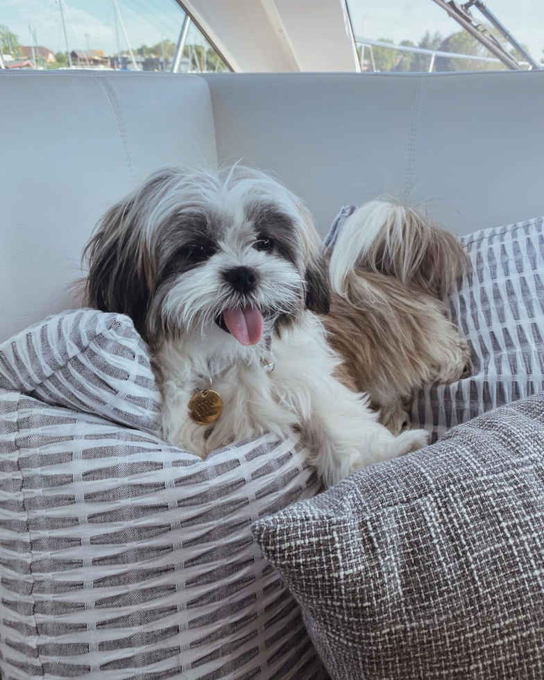 Small Teddy Bear Pup in Traverse City MI