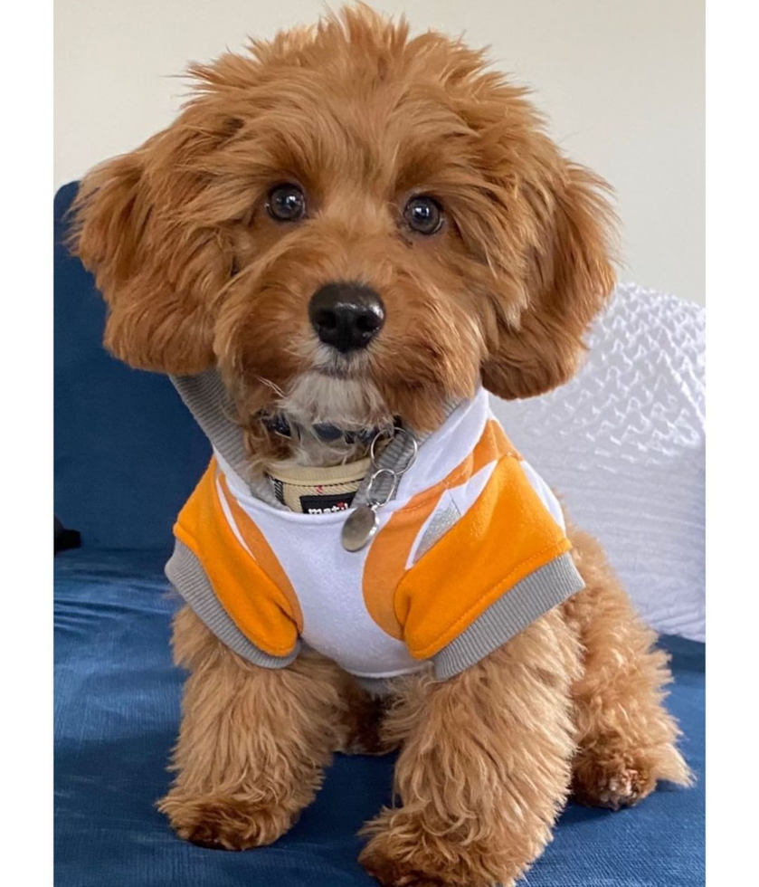 Energetic Cavoodle Poodle Mix Pup