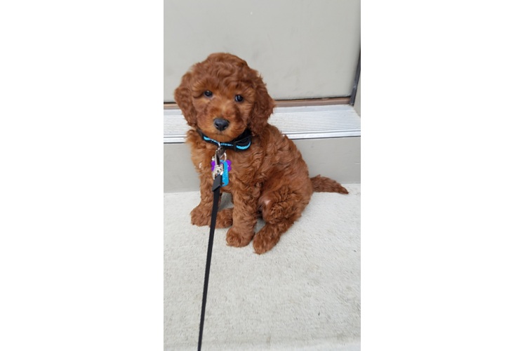 Mini Goldendoodle Puppy for Adoption