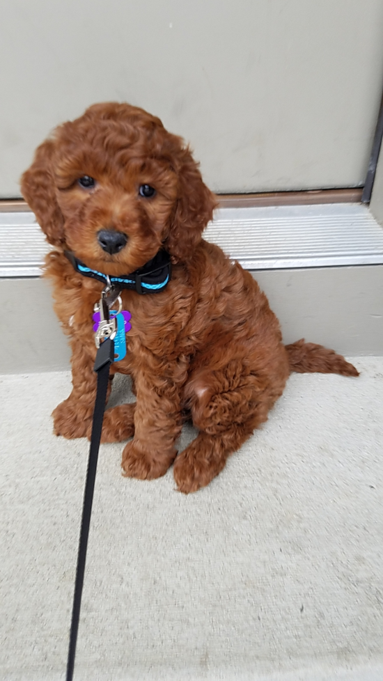 Hypoallergenic Golden Retriever Poodle Mix Pup