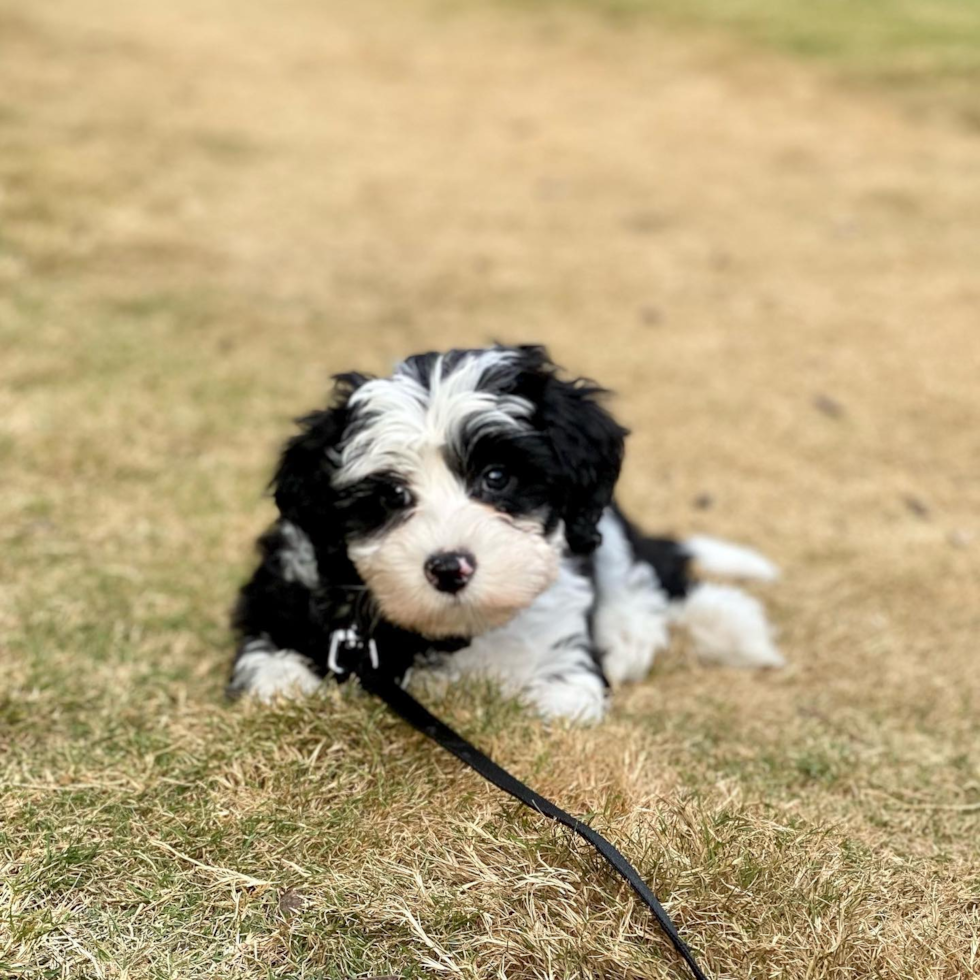 Little Sheep Dog Poodle Mix Pup