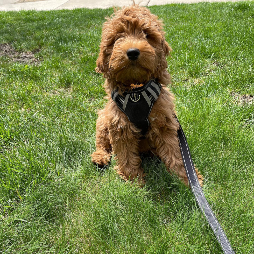 Cute Mini Goldendoodle Pup